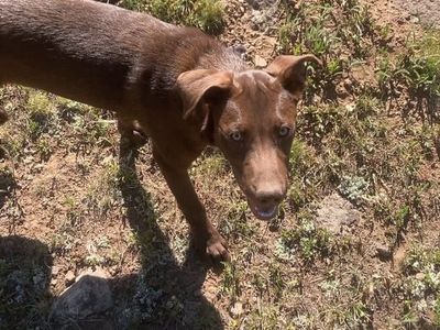 Looking For A New Home For Our Dog Moxie