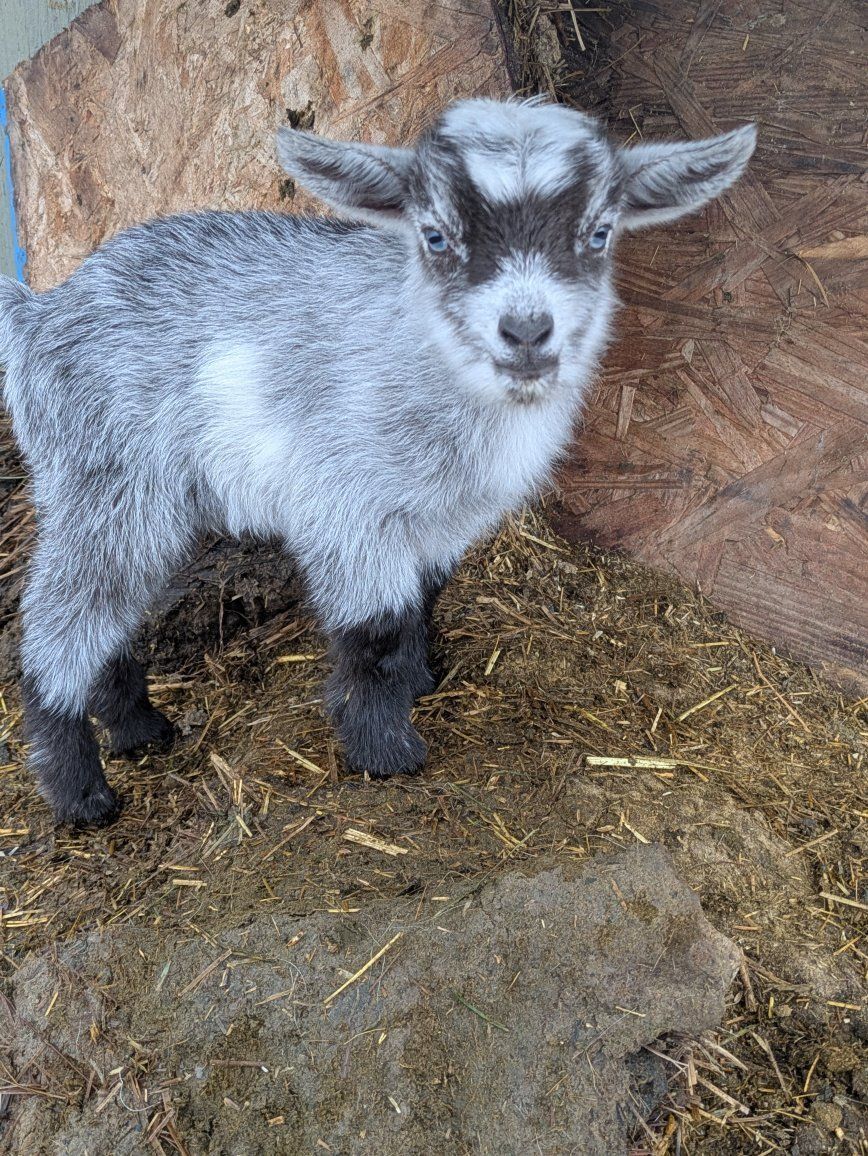 Nigerian Dwarf Male Goat for Sale!