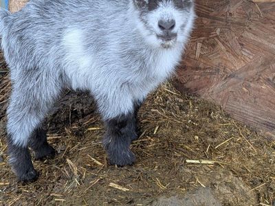 Nigerian Dwarf Male Goat for Sale!