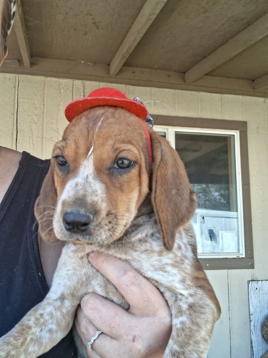 Bluetick and Redtick Hound Pups!!!
