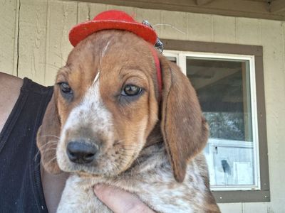 Bluetick and Redtick Hound Pups!!!
