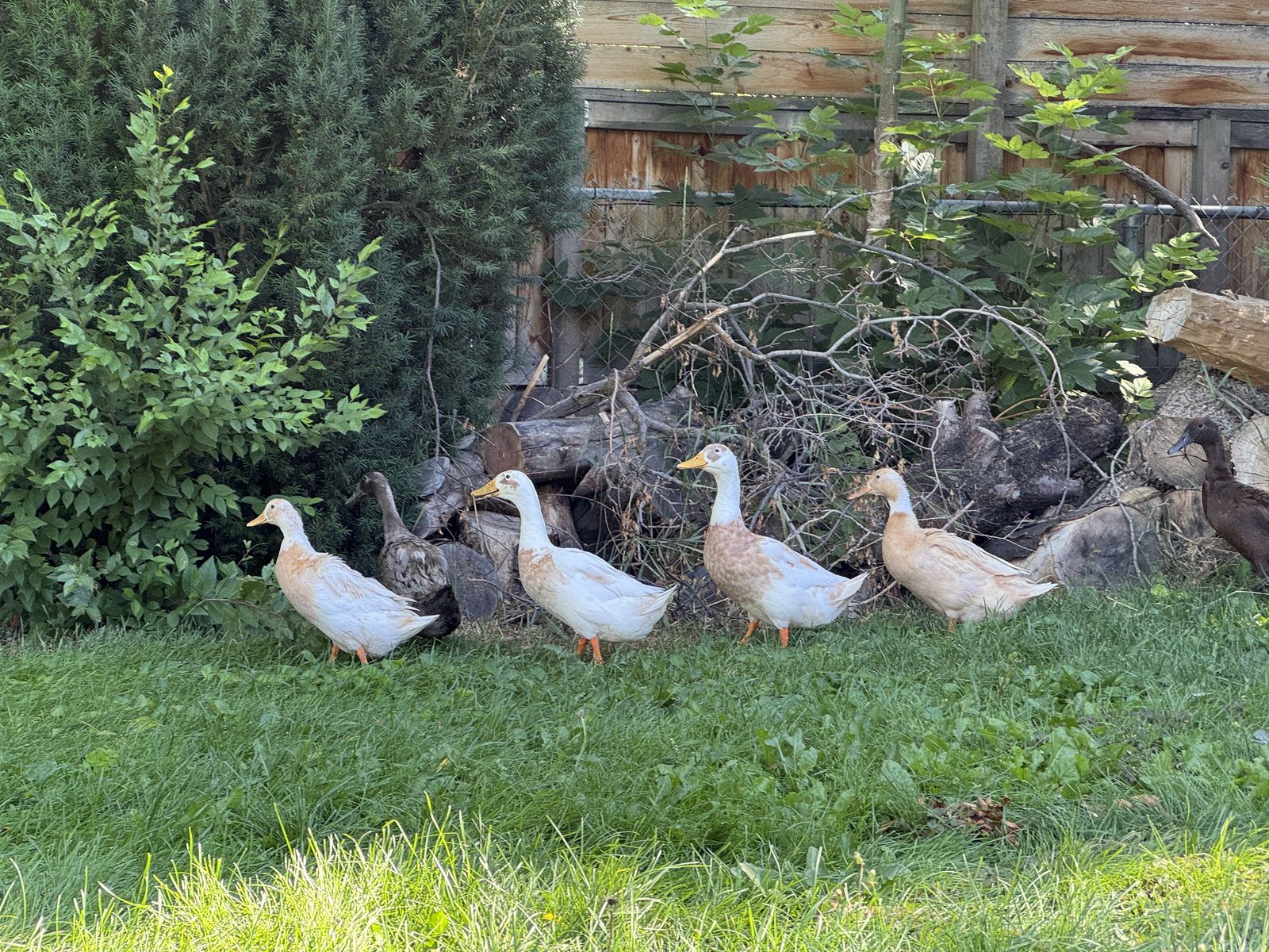 Indian Runner Ducks (4 hens, 1 drake)