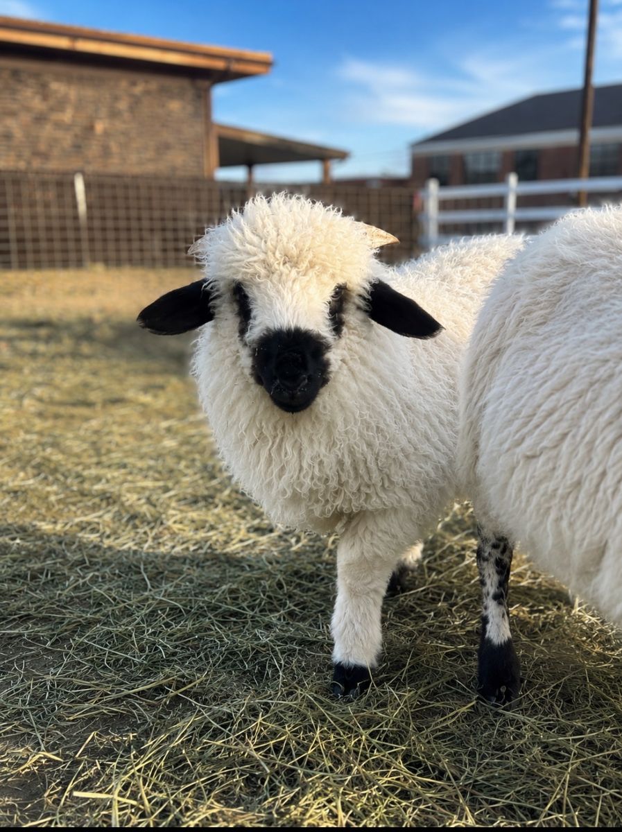 F2  Valais wether