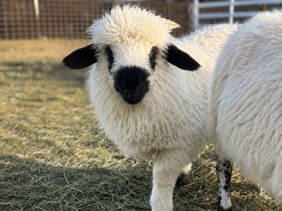 F2 Valais wether