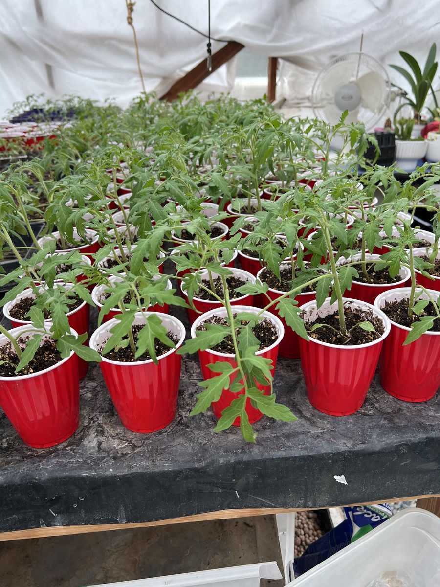 Organic Tomato and Bell Pepper Plants for Sale