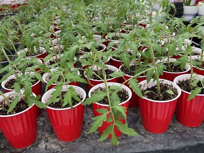 Organic Tomato and Bell Pepper Plants for Sale