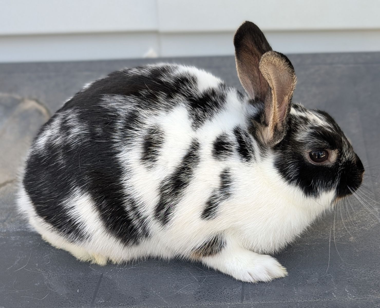 Baby dwarf bunny