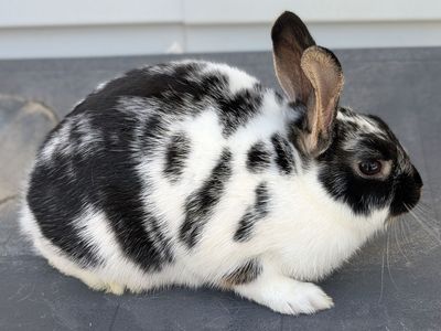 Baby dwarf bunny