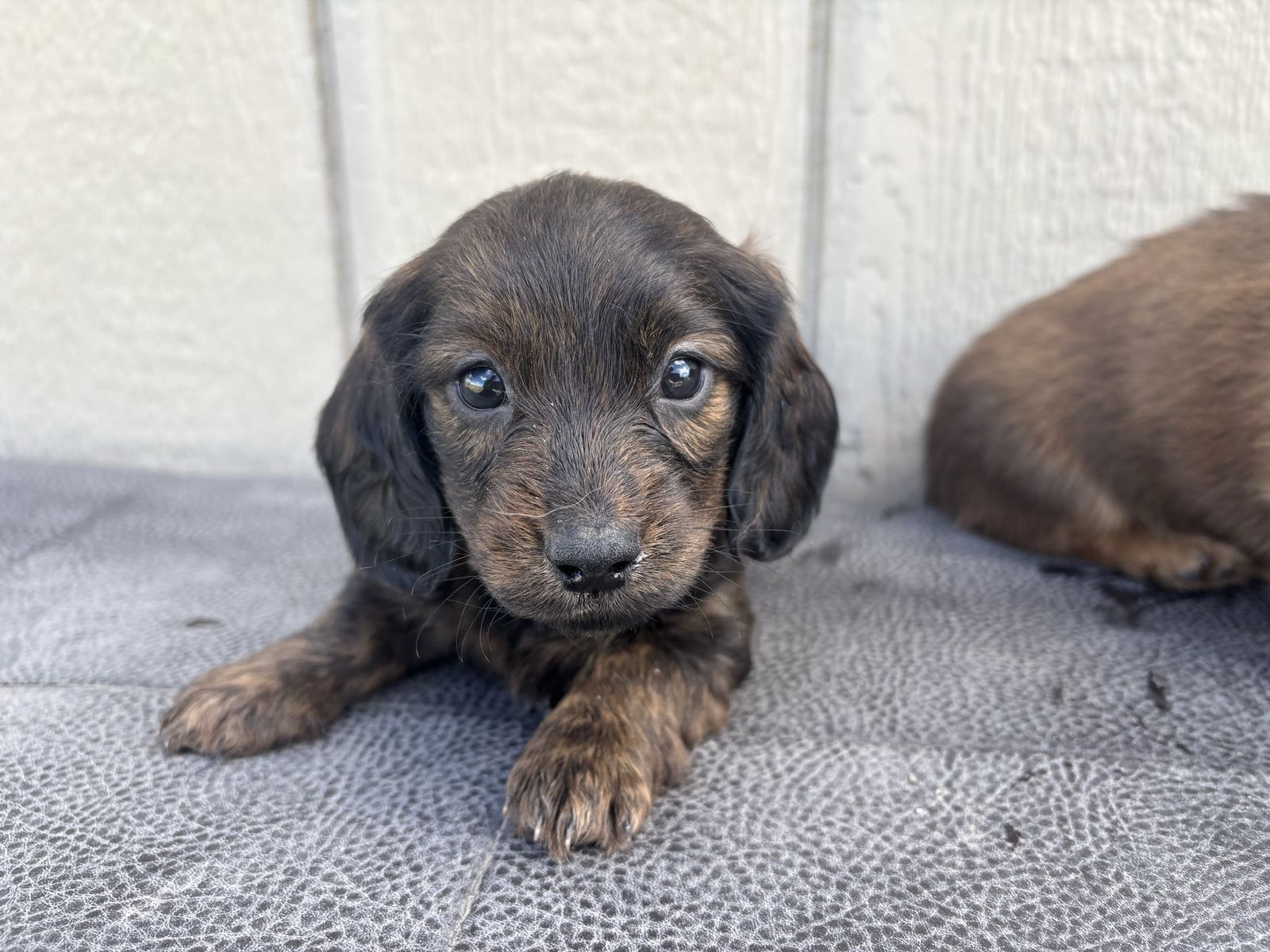 Mother's Day Longhaired Dachshunds!