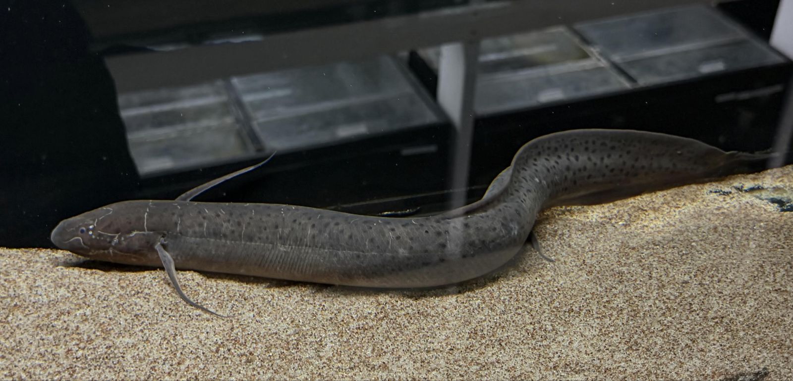 Spotted lungfish