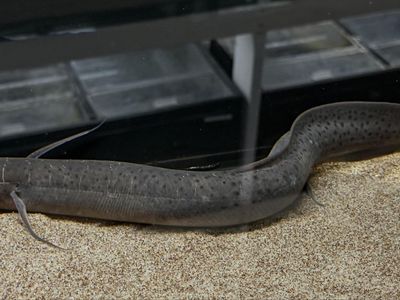 Spotted lungfish