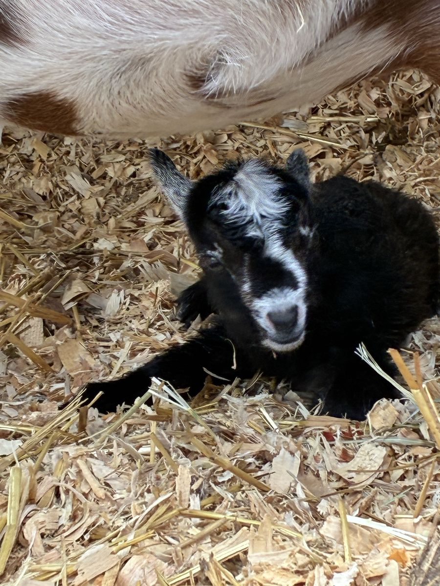 Baby Goat