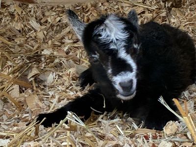 Baby Goat