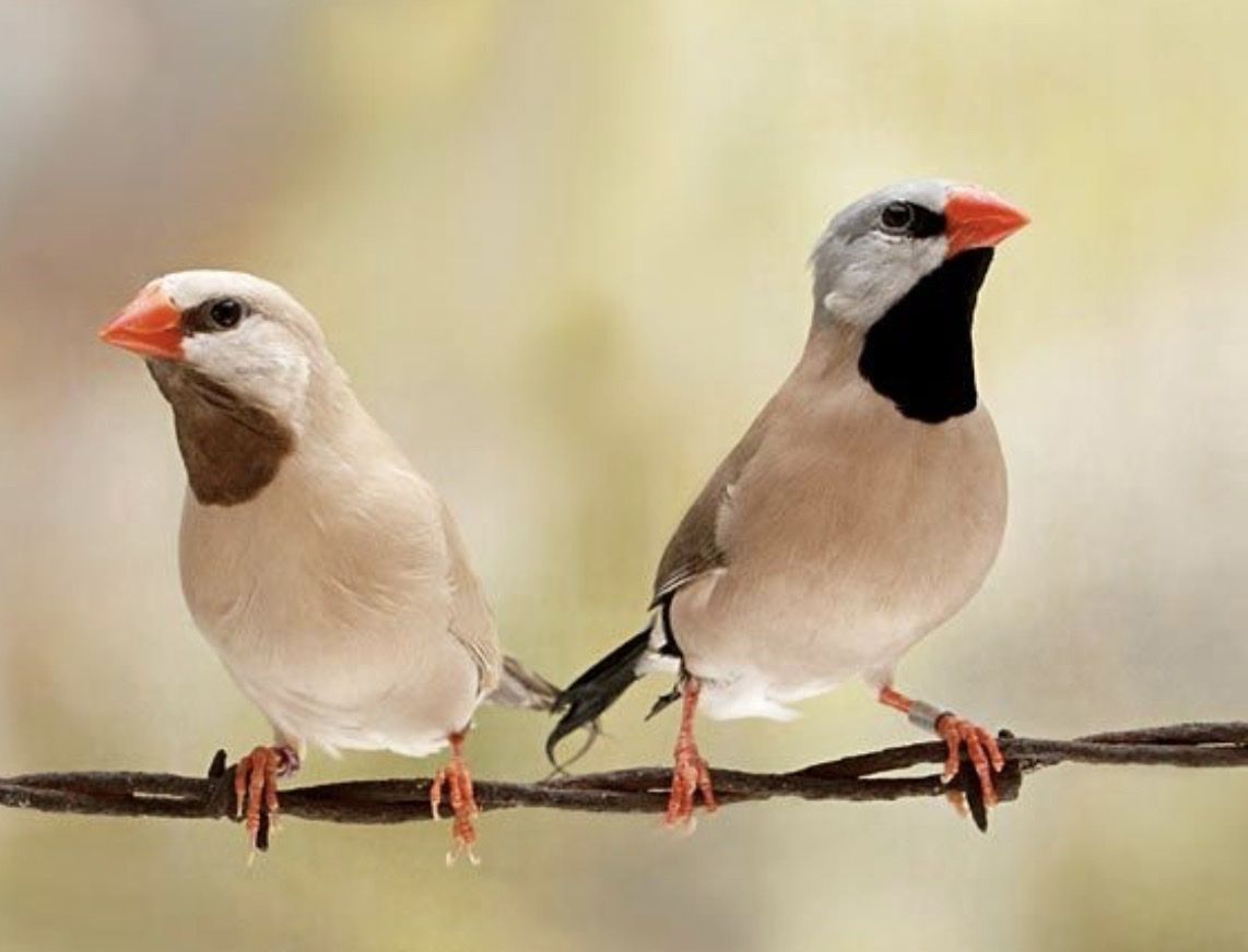 Pair of Long-Tailed Finches (Grassfinches or Shaftail finches)- Healthy Live Birds