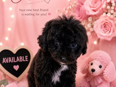 Adorable Maltipoo Puppies - Your New Best Friend Awaits!