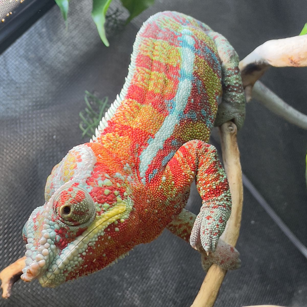 Baby Ambanja Panther Chameleons