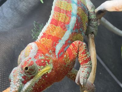 Baby Ambanja Panther Chameleons