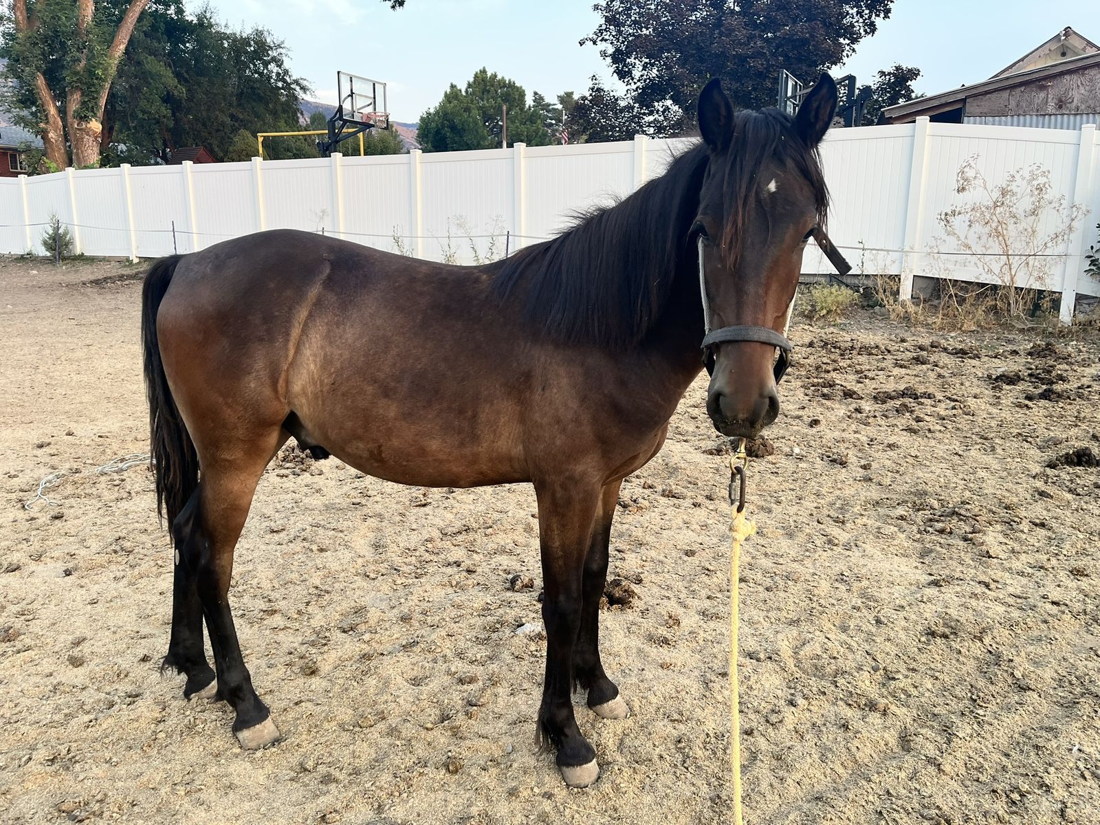BLM Yearling Mustang Gelding