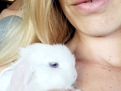 Blue Eyed Holland Lop Baby Bunnies
