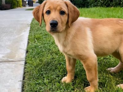Last Golden Cream Labradoodle Girl | Ready Now