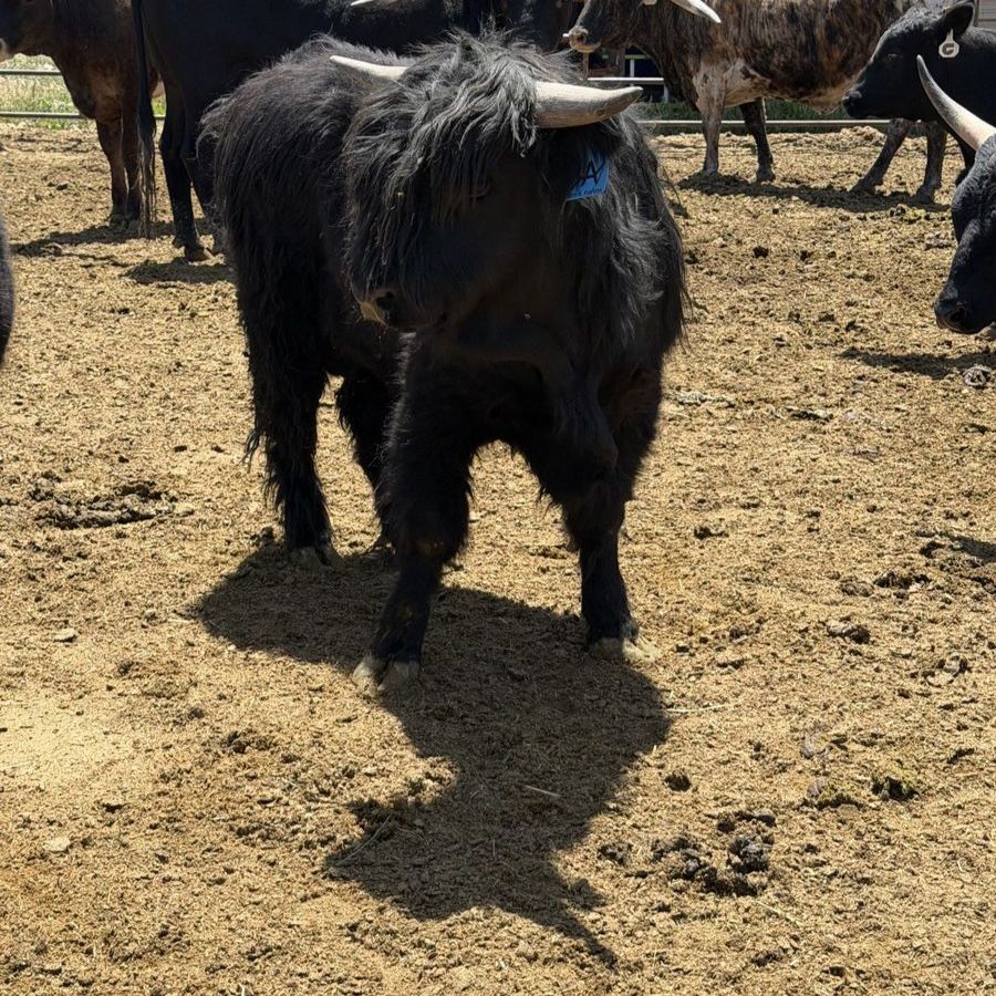 Highlander bull calf