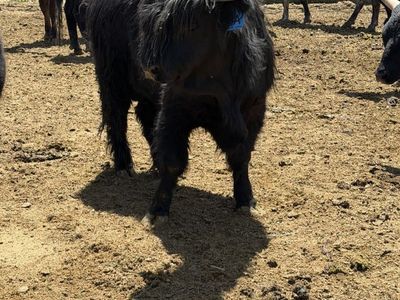 Highlander bull calf