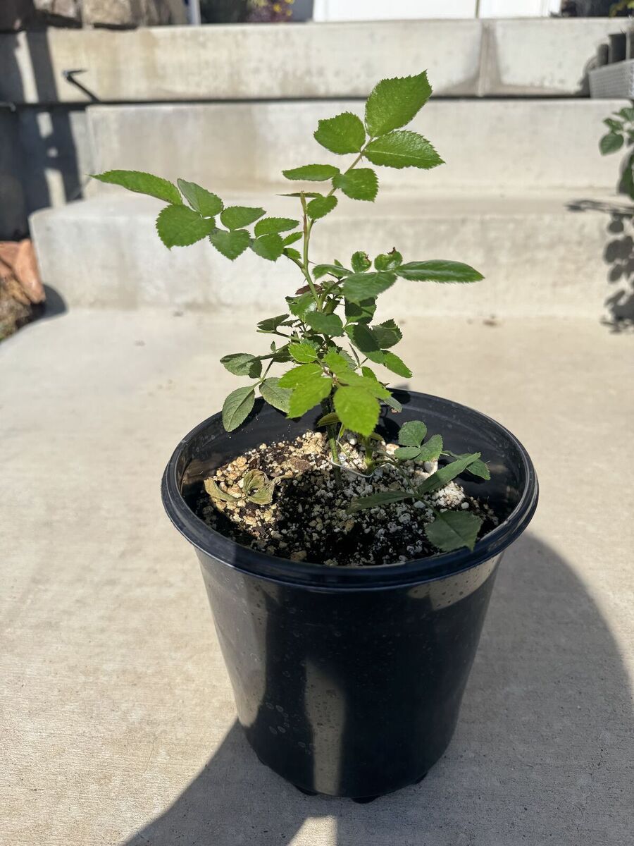 Rose plant Eden climber in 1 gal pot