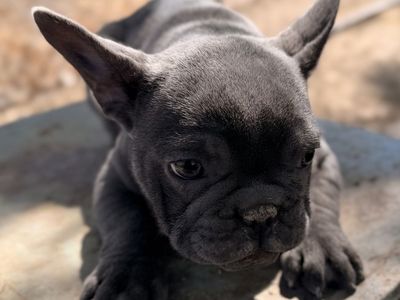 Beautiful Blue AKC French Bulldog Puppy - Frenchie