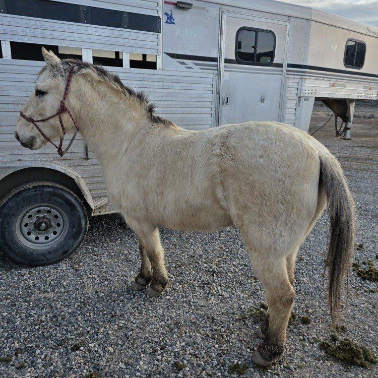 9 year old rope/all around pony