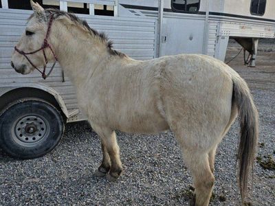 9 year old rope/all around pony