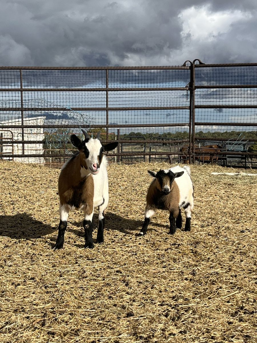 Pygmy Goats For Sale