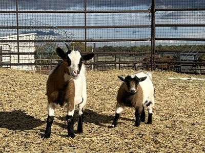 Pygmy Goats For Sale