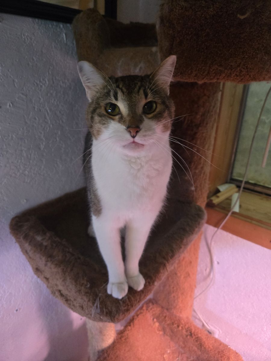 White and Tabby cat looking for new home