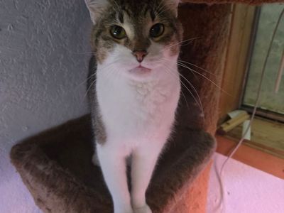 White and Tabby cat looking for new home