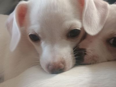female Chihuahua puppy