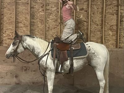 Pintaloosa Mare