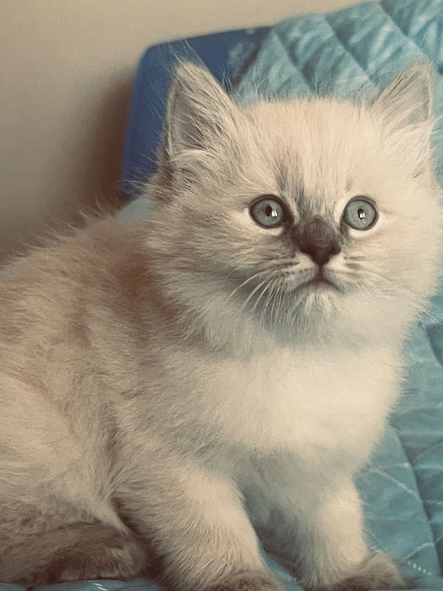 Pure Ragdoll Kittens for Sale