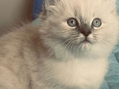 Pure Ragdoll Kittens for Sale