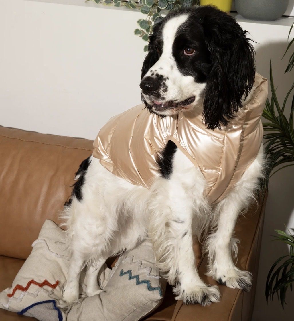 Metallic Gold Pet Puffer Vest - Dog Coat, Size Medium (Chest 18-21", Neck 12-15")