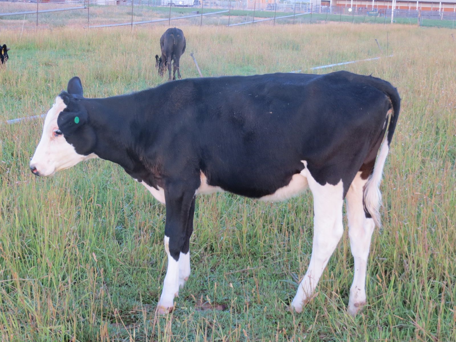 Holstein Heifer