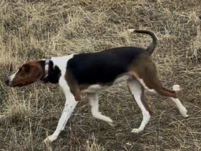 Registered Walker Hound