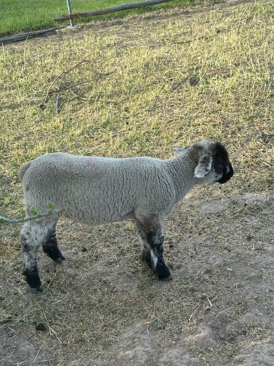 ewe and ram lambs