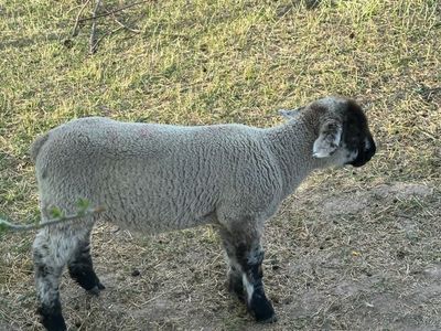 ewe and ram lambs