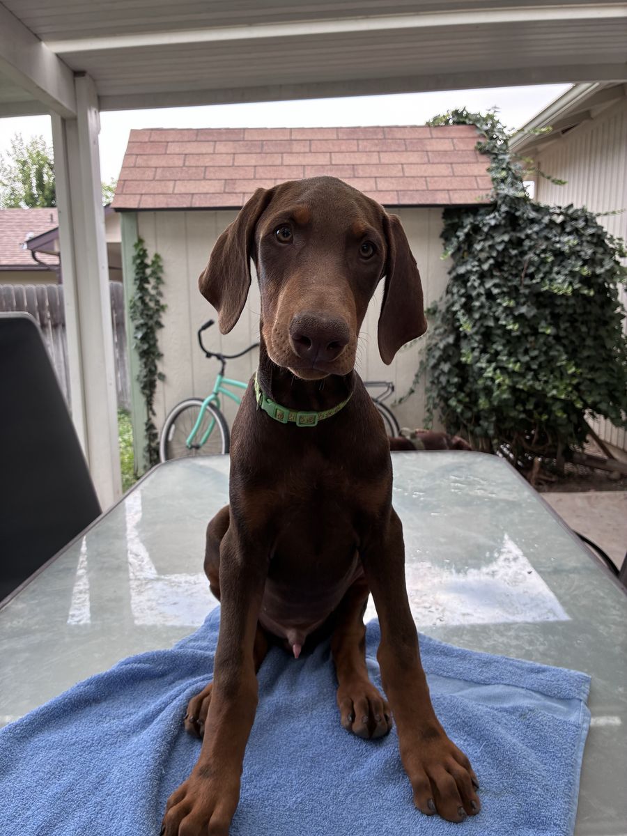 Doberman puppies
