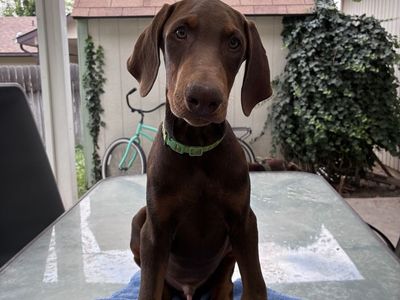 Doberman puppies