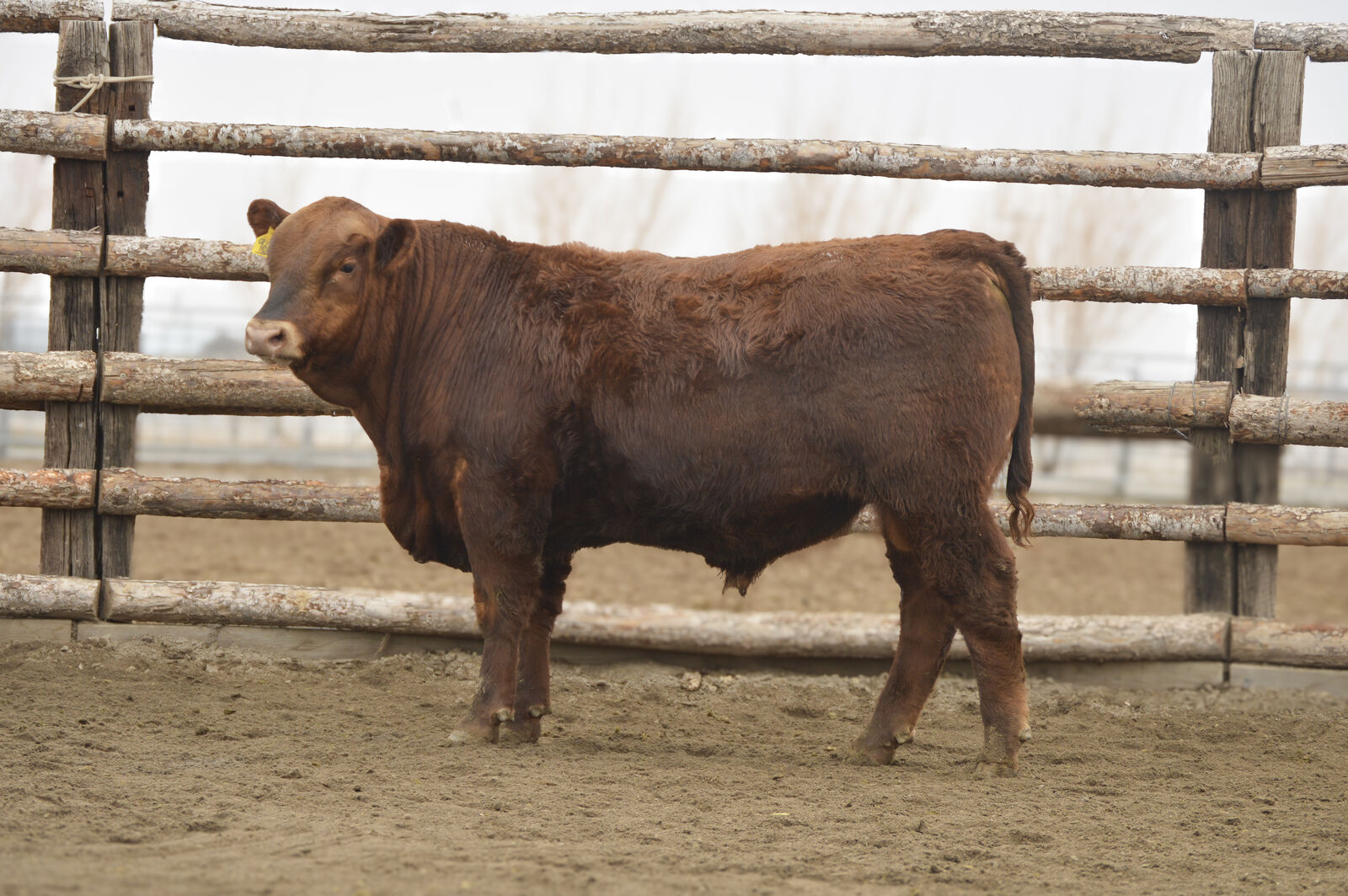 Yearling Red Angus Bulls - Registered and Commercial