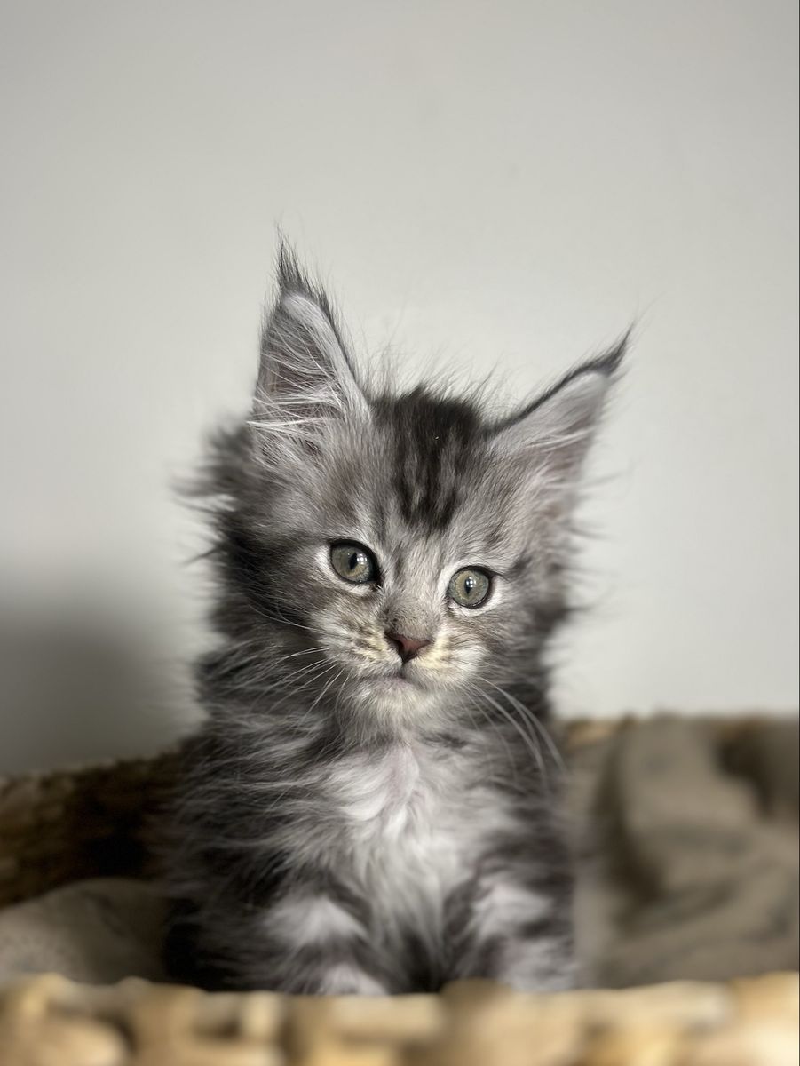 Maine coon kitten