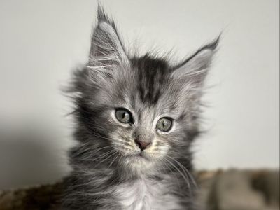 Maine coon kitten