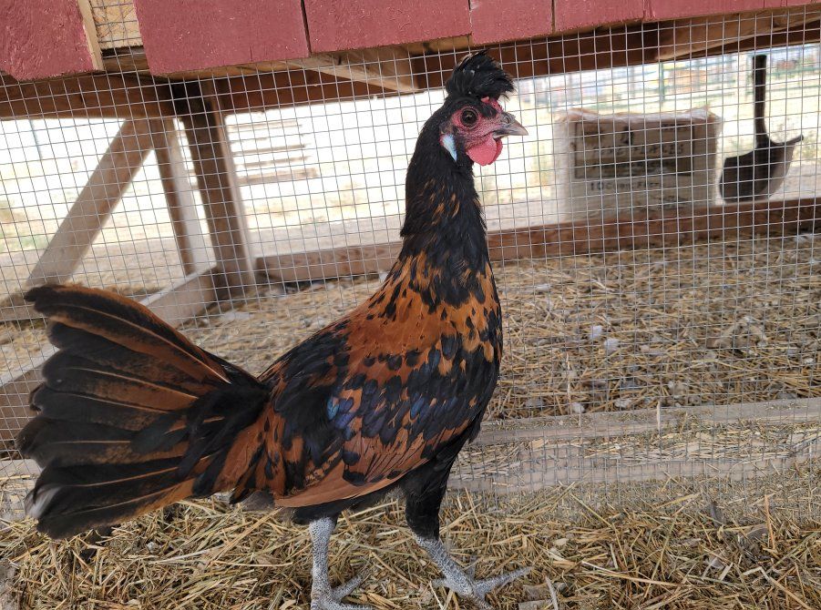Appenzeller Spitzhauben Cockerels/Young Roosters!