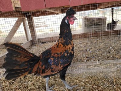 Appenzeller Spitzhauben Cockerels/Young Roosters!